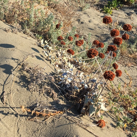 ⭐️ ⭐️ ⭐️ ⭐️ ⭐️ Poshmark Ambassador - Picture 1 of 1